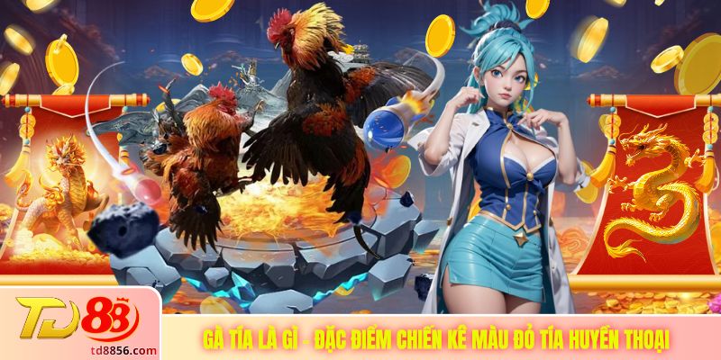 Gà Tía Là Gì - Đặc Điểm Chiến Kê Màu Đỏ Tía Huyền Thoại